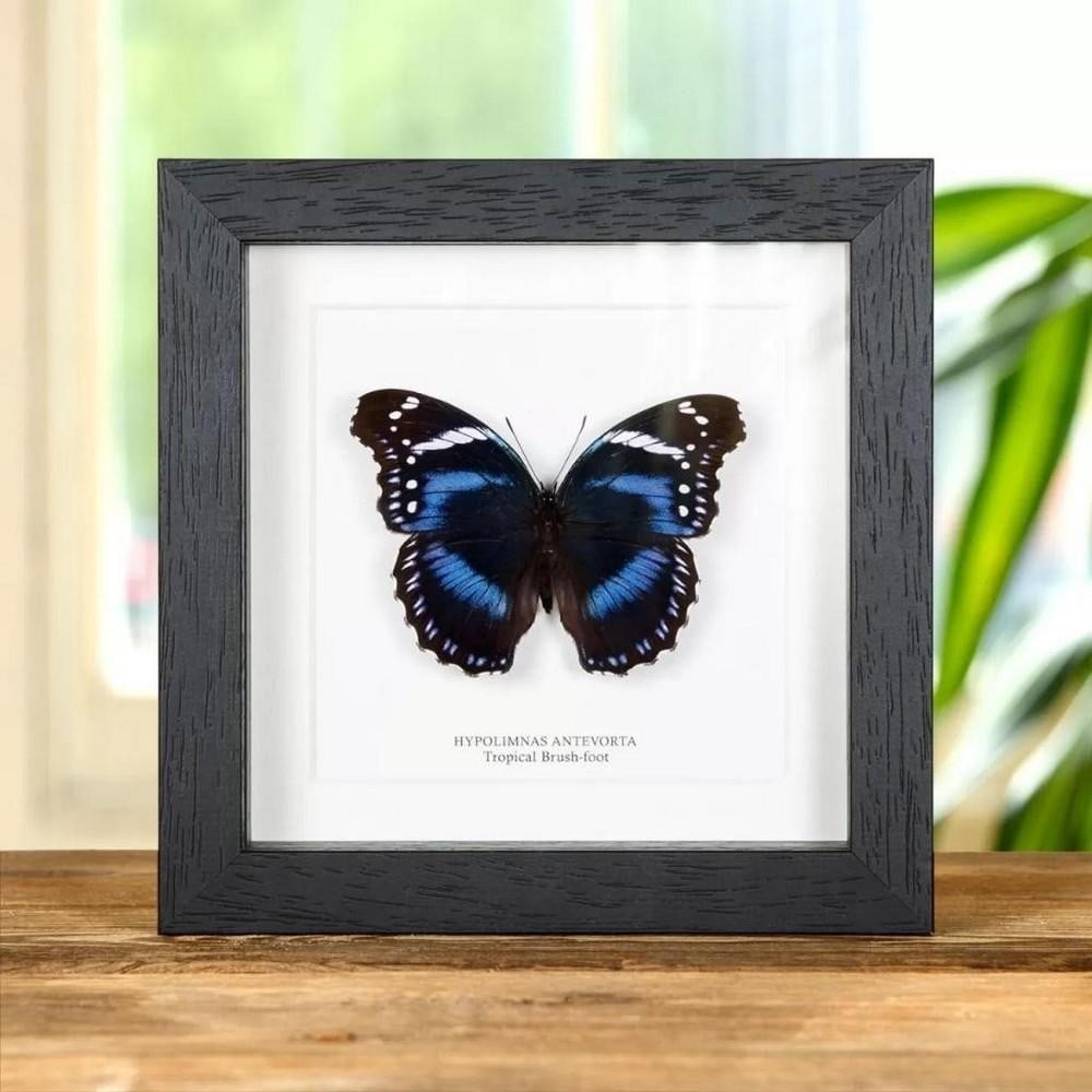 6" x 6" Framed Male Tropical Brush-Foot Butterfly - Hypoimnas Antevorta: 6" x 6" Framed Male Tropical Brush-Foot Butterfly - Hypoimnas Antevorta A Stunning Tropical Bush-foot butterfly in a handmade wooden frame mounted on high-quality acid-free conservation