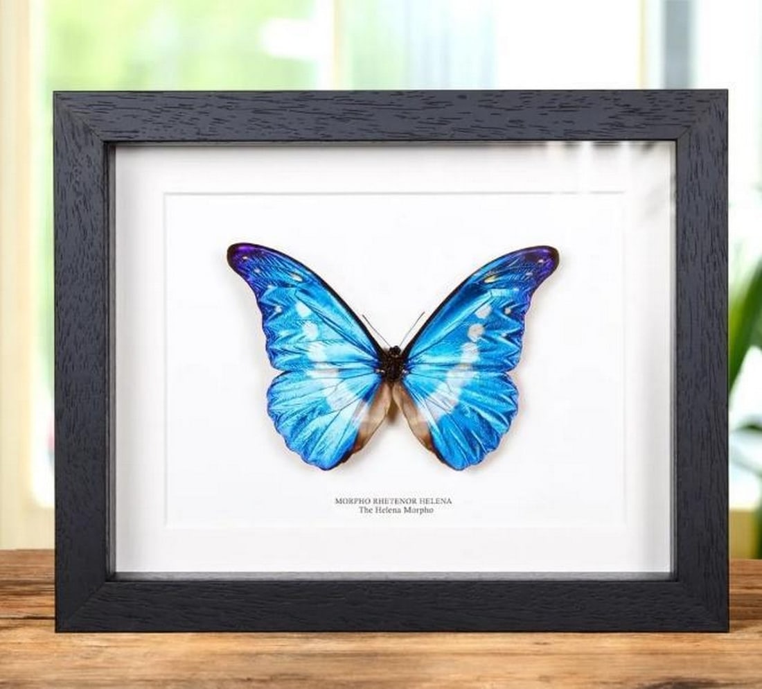 9" x 7" Framed Male Helena Morpho Butterfy - Morpho Rhetenor Helena: 9" x 7" Framed Male Helena Morpho Butterfy - Morpho Rhetenor Helena A beautiful very large Morpho rhetenor helena butterfly in a handmade wooden frame mounted on high-quality acid-free