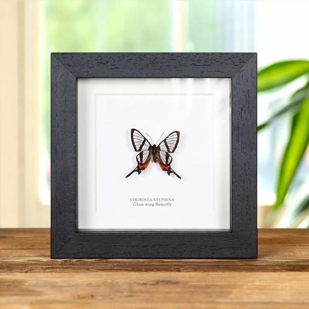 5" x 5" Framed Male Glass-Wing Butterfly - Chroinea Sylphina: 5" x 5" Framed Male Glass-Wing Butterfly - Chroinea Sylphina A Stunning Glass-wing butterfly in a handmade wooden frame mounted on high-quality acid-free conservation board. The Latin and