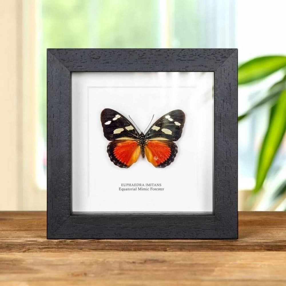 5" x 5" Framed Male Equatorial Mimic Fprester Butterfly - Euphaedra Imitans: 5" x 5" Framed Male Equatorial Mimic Fprester Butterfly - Euphaedra Imitans A Equatorial Mimic Forester Butterfly in a handmade wooden frame mounted on high-quality acid-free conservation boa