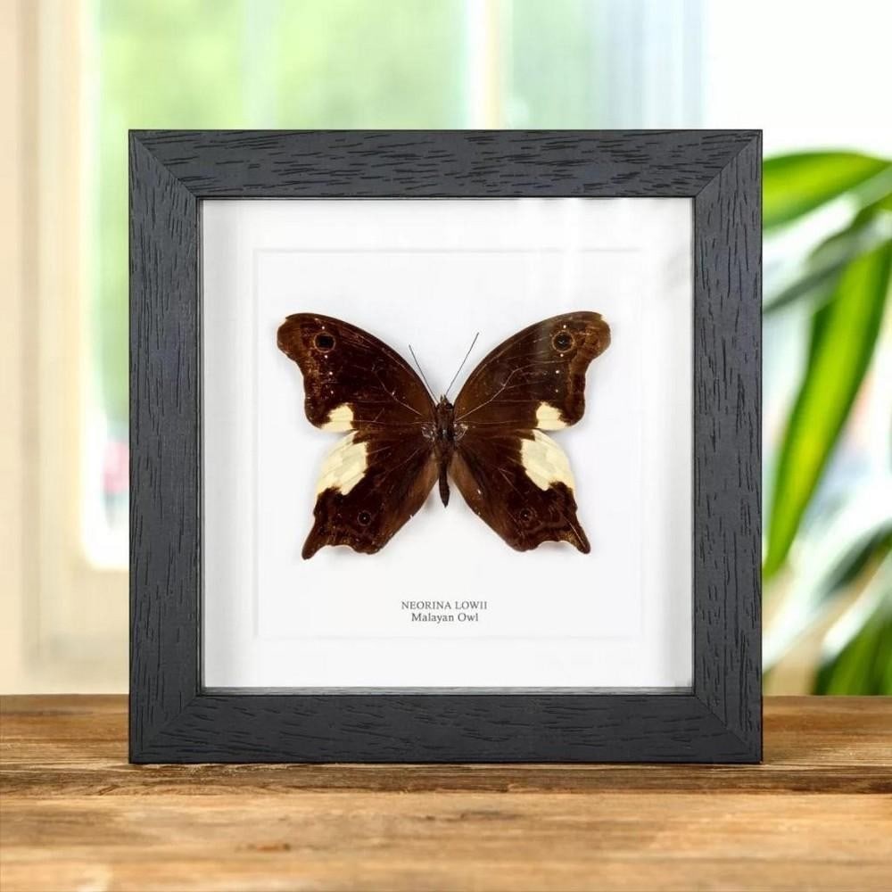 6" x 6" Framed Male Malayan Owl Butterfly - Neorina Lowii: 6" x 6" Framed Male Malayan Owl Butterfly - Neorina Lowii A Malayan Owl Butterfly in a handmade wooden frame mounted on high-quality acid-free conservation board. The Latin and common names a