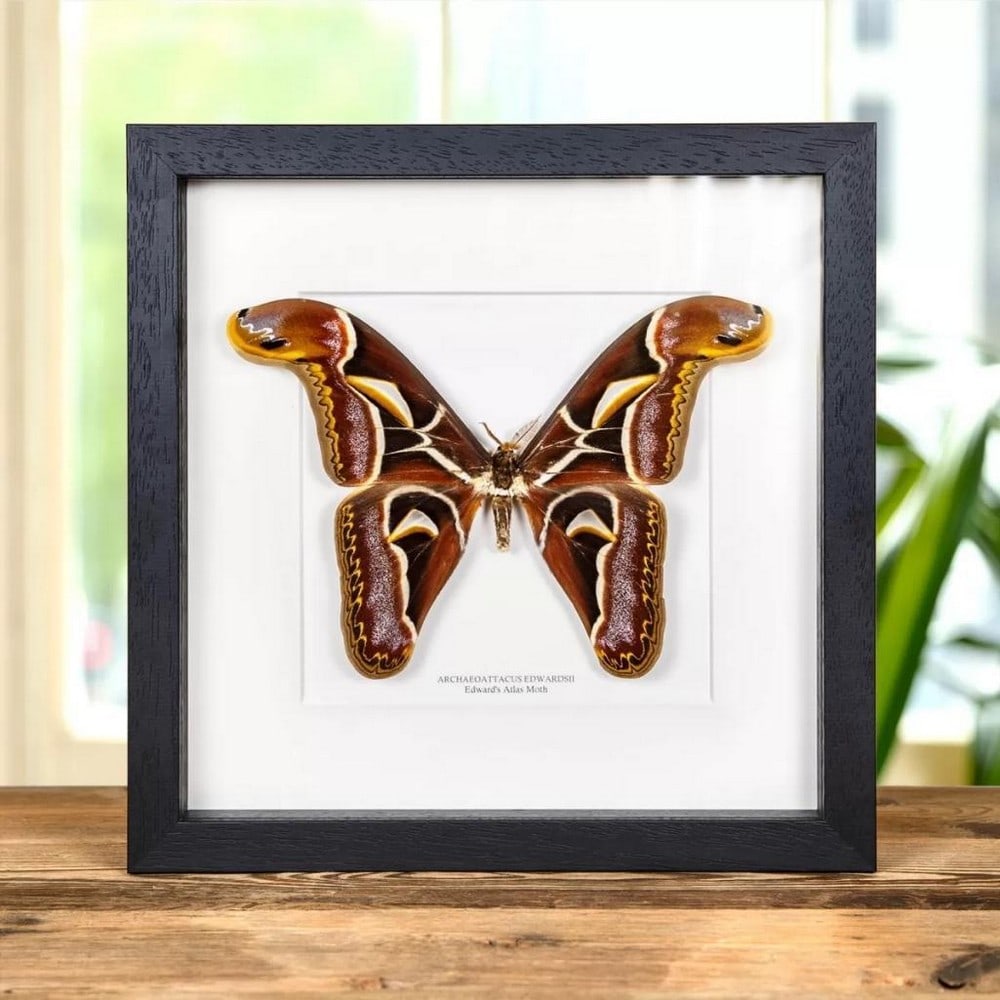 10" x 10" Edward's Atlas Moth Specimen - Archaeoattacus Edwardsii: 10" x 10" Edward's Atlas Moth Specimen - Archaeoattacus Edwardsii Archaeoattacus edwardsii in a handmade wooden frame mounted on high-quality acid-free conservation board. The Latin and