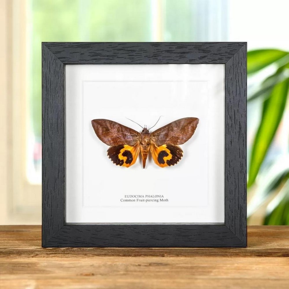 6" x 6" Common Fruit-piercing Moth Specimen - Eudocima Phalonia: 6" x 6" Common Fruit-piercing Moth Specimen - Eudocima Phalonia A Common Fruit-piercing Moth in a handmade wooden frame mounted on high-quality acid-free conservation board. The Latin and co