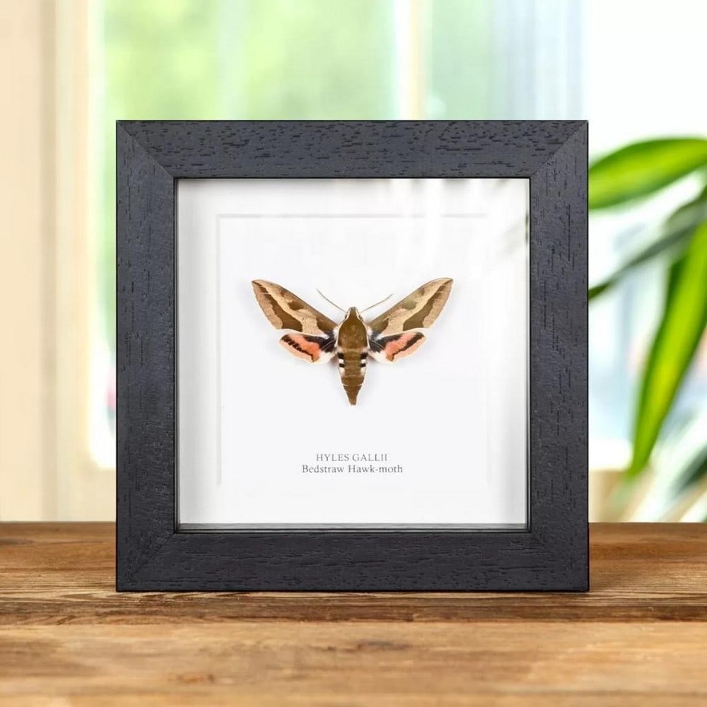 5" x 5" Bedstraw Hawk-Moth Specimen - Hyles Gallii.: 5" x 5" Bedstraw Hawk-Moth Specimen - Hyles Gallii. A Stunning Bedstraw Hawk-moth in a handmade wooden frame mounted on high-quality acid-free conservation board. The Latin and common names