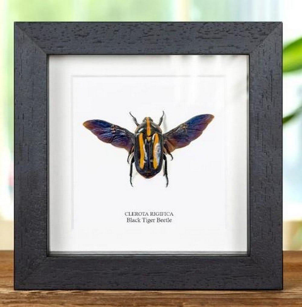 5" x 5" Clerota Rigifica Black Tiger Beetle in Box Frame: 5" x 5" Clerota Rigifica Black Tiger Beetle in Box Frame A Black Tiger beetle, beautifully displayed in a handcrafted wooden frame and mounted on premium acid-free conservation board. Both