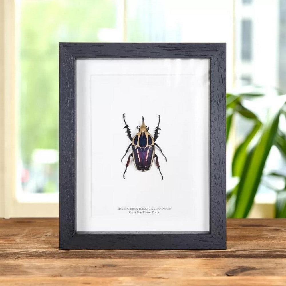 9" x 7" Framed mecynorhina torquata ugandensis Giant Blue Flower Beetle: 9" x 7" Framed mecynorhina torquata ugandensis Giant Blue Flower Beetle Mecynorhina torquata ugandensis or also known as the Giant Blue Flower beetle, is from the subfamily Cetoniinae. These