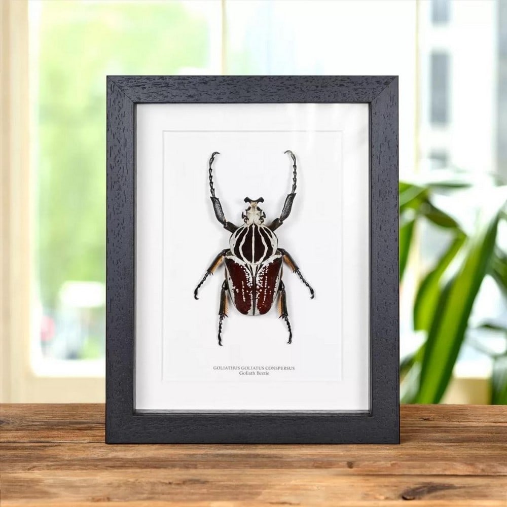 7" x 9" Goliath Beetle Taxidermy (Goliathus Goliatus Conspersus) in Wooden Box Frame: 7" x 9" Goliath Beetle Taxidermy (Goliathus Goliatus Conspersus) in Wooden Box Frame Introducing our magnificent Goliath Beetle, showcased in a handmade deep wooden frame mounted on