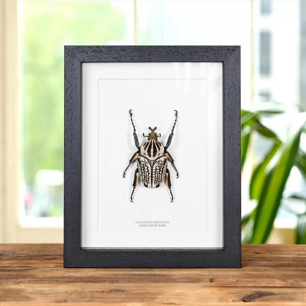 7" x 9" Male Goliath Beetle in Wooden Box Frame - Goliathus Orientalis: 7" x 9" Male Goliath Beetle in Wooden Box Frame - Goliathus Orientalis Encased in a meticulously crafted deep wooden frame, this impressive Goliath Beetle is mounted on premium acid-free cons