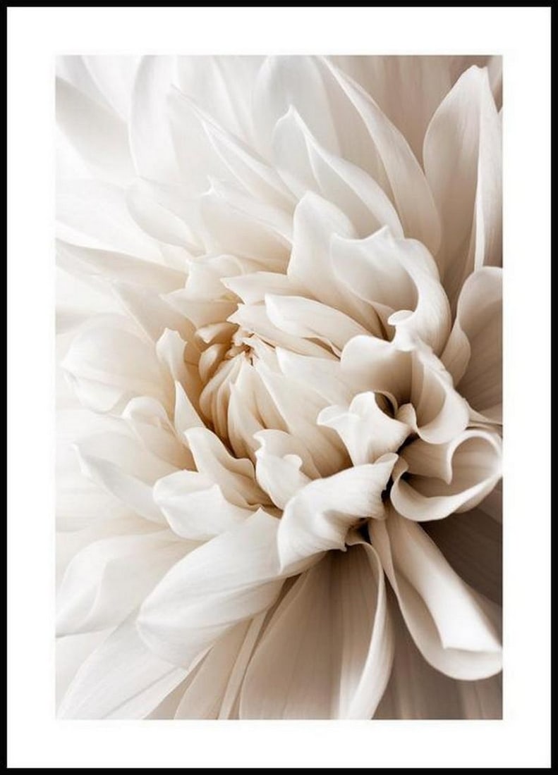 Dreamy White Dahlia Poster: Dreamy White Dahlia Poster A pretty photograph of a close-up white dahlia flower. The soft color and delicate petals make this print perfect for a romantic-style bedroom, especially paired