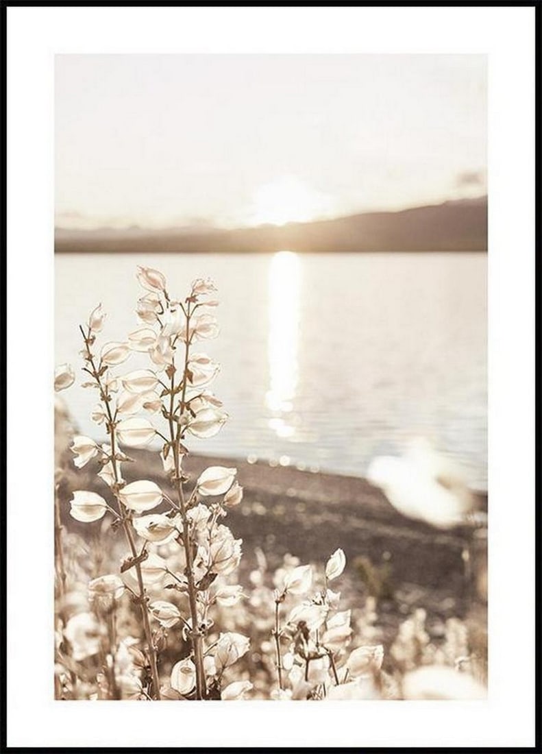 Summer Sun Setting Over Lake Poster: Summer Sun Setting Over Lake Poster Photograph of a lake with beige flowers. The sun is visible on the horizon. The poster has a printed white margin that frames the design. The poster is printed wi