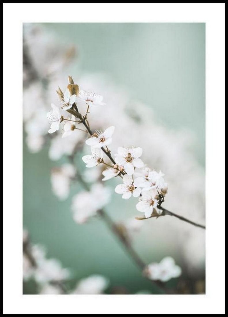 Blooming Spring Cherry Blossom Poster (1 of 1)