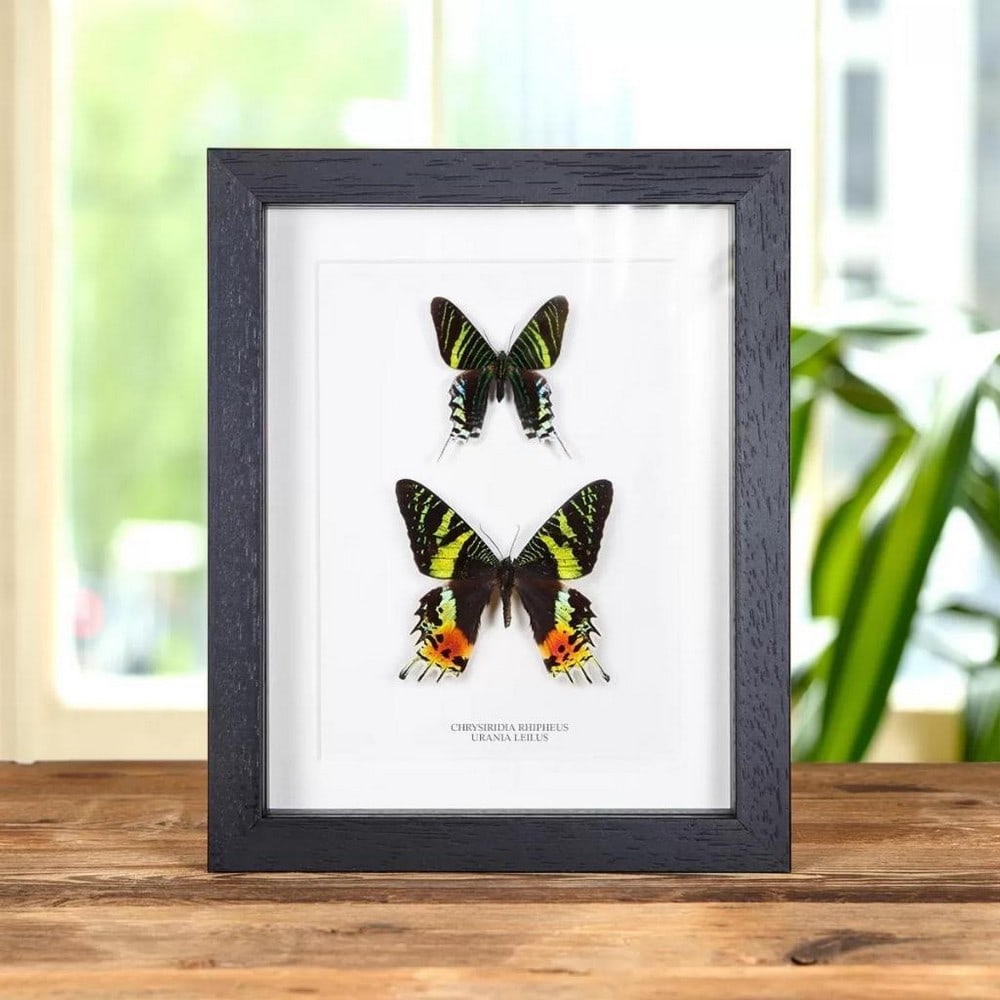 9" x 7" Chrysiridia rhipheus & Urania leilus Butterfly Pair in Wooden Box Frame: 9" x 7" Chrysiridia rhipheus & Urania leilus Butterfly Pair in Wooden Box Frame This item features the Chrysiridia rhipheus, known as the Madagascan sunset moth, and the Urania leilus.