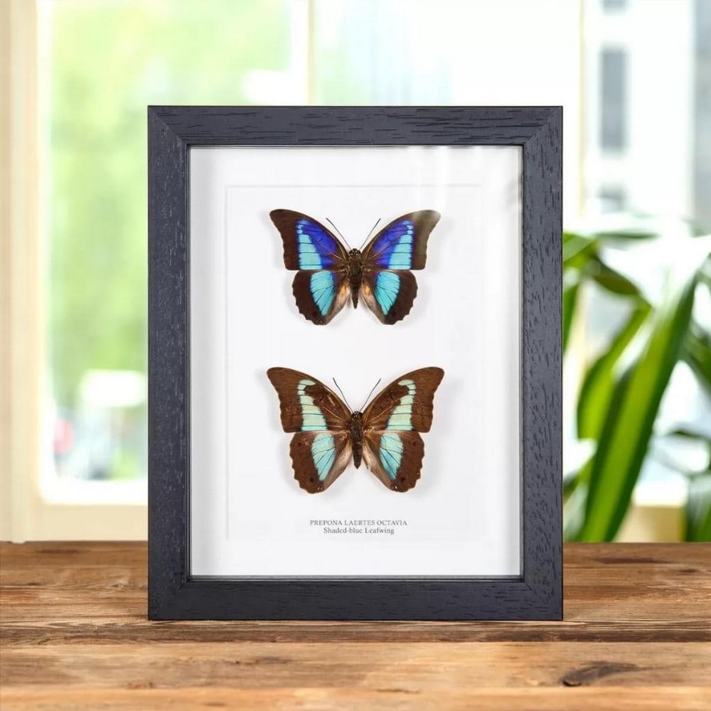 9" x 7" (Prepona Laertes octavi) Leafwing Butterfly Male & Female Pair In Wooden Box Frame (1 of 1)