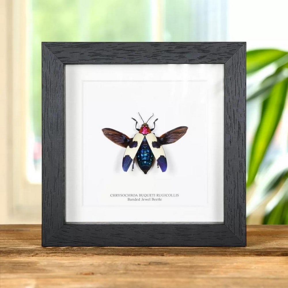 6" x 6" Male Banded Jewel Beetle in Wooden Box Frame - Chrysochroa Buqueti Rugicollis: 6" x 6" Male Banded Jewel Beetle in Wooden Box Frame - Chrysochroa Buqueti Rugicollis A stunning Banded Jewel Beetle, showcased in a handmade wooden frame and mounted on premium acid-free