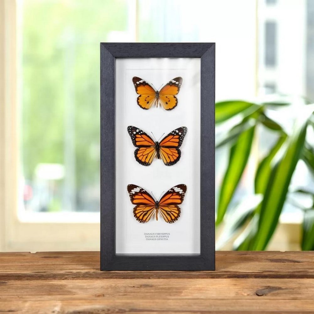 11" x 5" Framed Tiger Butterfly Trio - Danaus chrysippus, plexippus & genutia: 11" x 5" Framed Tiger Butterfly Trio - Danaus chrysippus, plexippus & genutia A Tiger butterfly Tribe specimen, beautifully displayed in a handmade wooden frame and mounted on