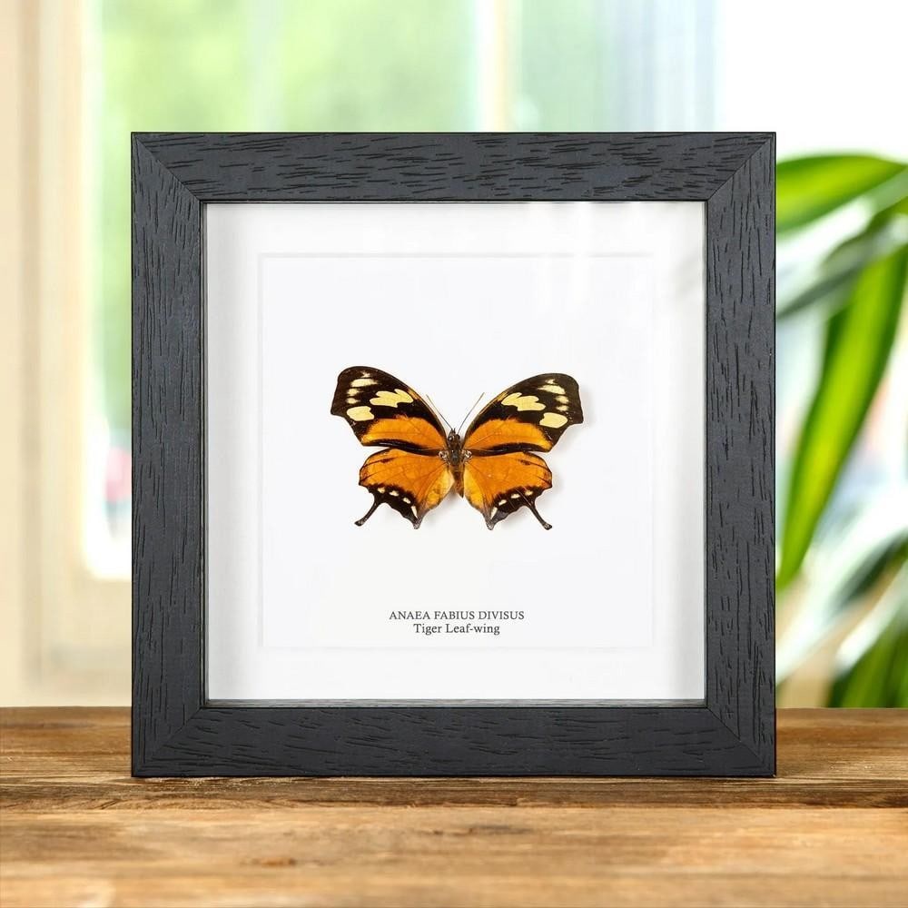6" x 6" The Tiger Leaf-Wing Butterfly (Anaea fabius divisus) in Box Frame: 6" x 6" The Tiger Leaf-Wing Butterfly (Anaea fabius divisus) in Box Frame The Tiger Leaf-Wing Butterfly (Anaea fabius divisus) is carefully mounted in a handcrafted wooden frame, set