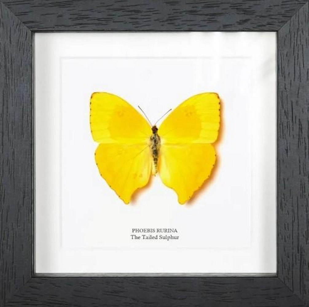 6" x 6" Golden Tailed Sulphur Butterfly: 6" x 6" Golden Tailed Sulphur Butterfly Bright and delicate, the Tailed Sulphur (phoebis rurina) is known for its soft yellow wings and distinctive tail-like extensions. This butterfly
