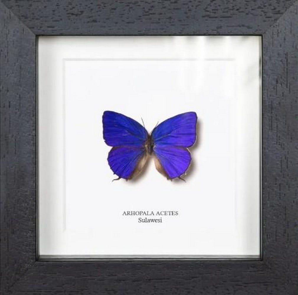 Blue Jewel Arhopala Butterfly: Blue Jewel Arhopala Butterfly The Arhopala acetes butterfly is a stunning example of subtle beauty, with its delicate, translucent blue wings framed by intricate patterns of brown and black. This but