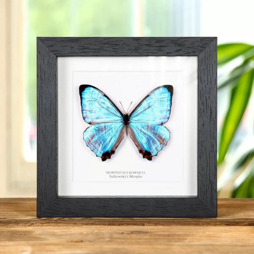 6" x 6" Male Sulkowsky's Morpho Butterfly - Morpho Sulkowskyi: 6" x 6" Male Sulkowsky's Morpho Butterfly - Morpho Sulkowskyi A beautiful Sulkowsky's Morpho butterfly in a handmade wooden frame mounted on high-quality acid-free conservation board.