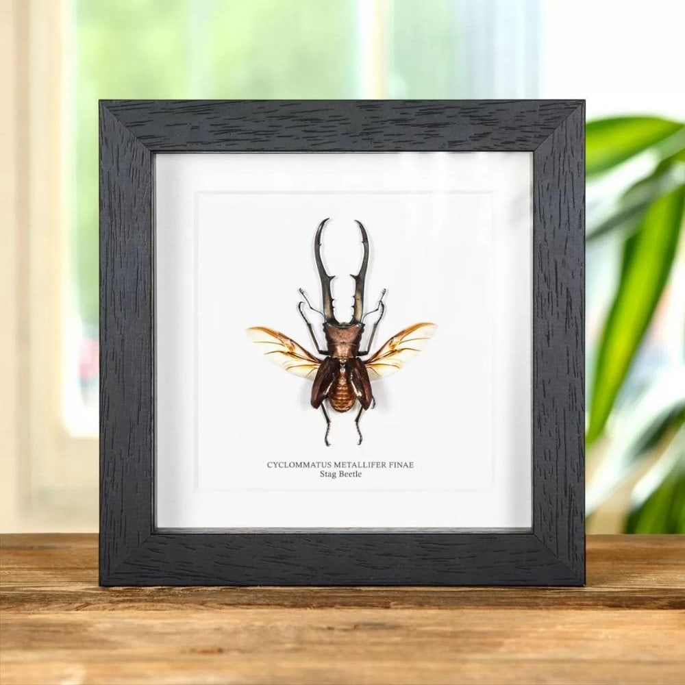 6" x 6" Male Stag Beetle with Wings Spread in Wooden Box Frame - Cyclommatus Metallifer Finae: 6" x 6" Male Stag Beetle with Wings Spread in Wooden Box Frame - Cyclommatus Metallifer Finae A beautiful stag beetle in a handmade wooden frame mounted on high-quality acid-free conservation