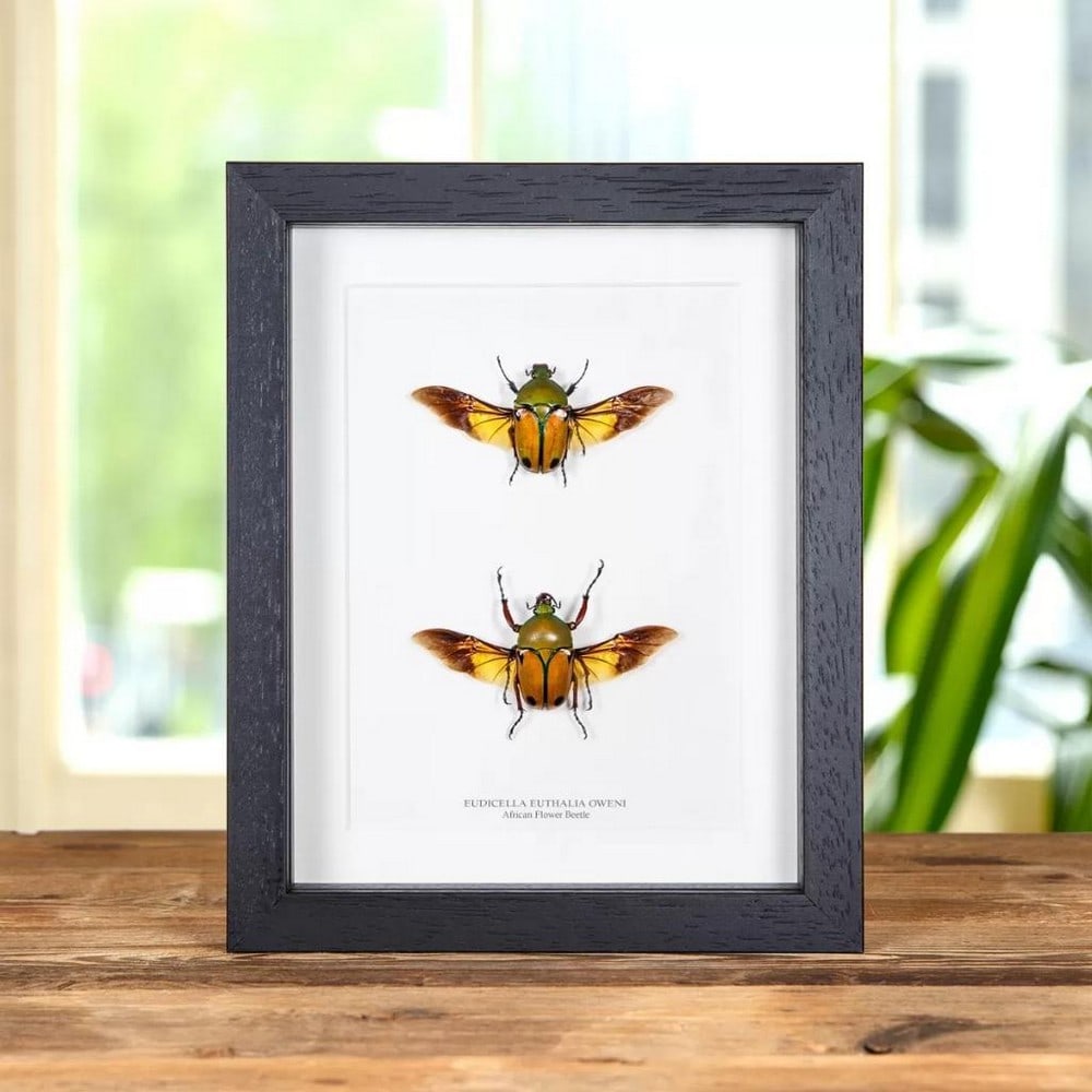 9" x 7" Framed African Flower Beetle - Eudicella euthalia oweni: 9" x 7" Framed African Flower Beetle - Eudicella euthalia oweni A Eudicella euthalia oweni beetle pair in a handmade wooden frame mounted on high-quality acid-free conservation board. The Lati