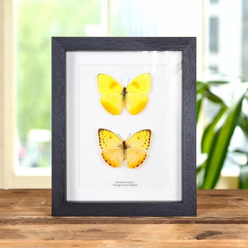 Orange-barred Sulphur Butterfly Pair In Wooden Box Frame - 9" x 7": Orange-barred Sulphur Butterfly Pair In Wooden Box Frame - 9" x 7" A stunning pair of Phoebis philea butterflies, brightly colored and displayed in a handcrafted wooden frame, mounted on high-