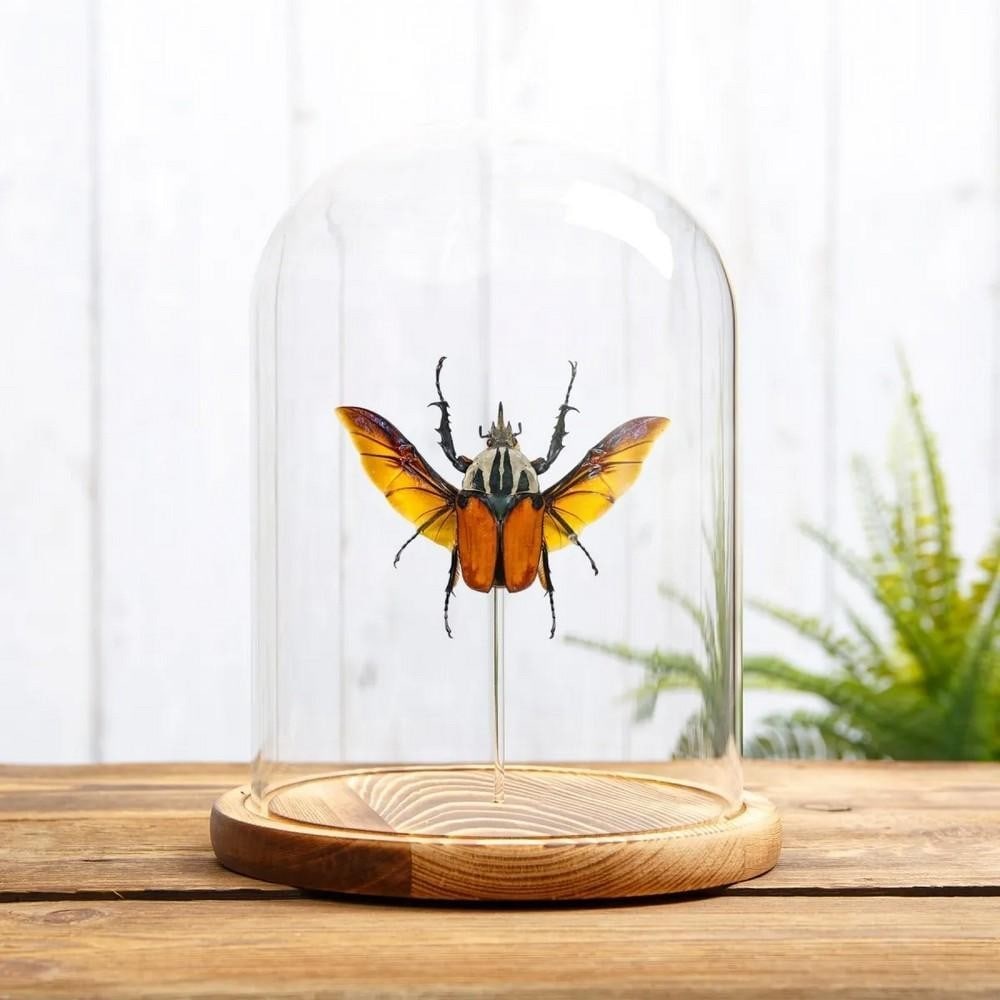 Mecynorrhina oberthuri – African Flower Beetle in Glass Dome with Wooden Base: Mecynorrhina oberthuri – African Flower Beetle in Glass Dome with Wooden Base An African Flower Beetle (Mecynorrhina oberthuri) displayed in a handmade wooden dome, mounted on clear acrylic rods to