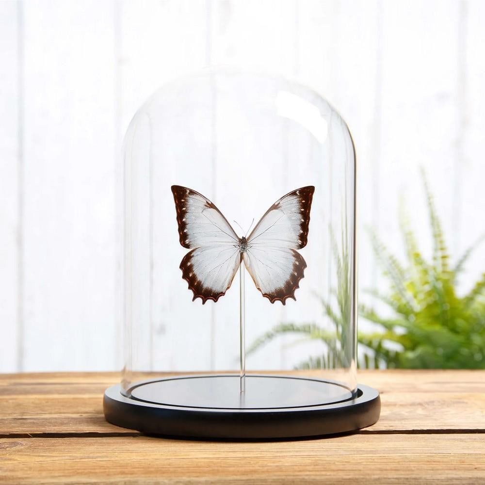 Theseus Morpho Butterfly (Morpho theseus juturna) in Glass Dome: Theseus Morpho Butterfly (Morpho theseus juturna) in Glass Dome Theseus Morpho Butterfly (Morpho theseus juturna) displayed in a glass dome with a handcrafted wooden base. Renowned for its iridescent
