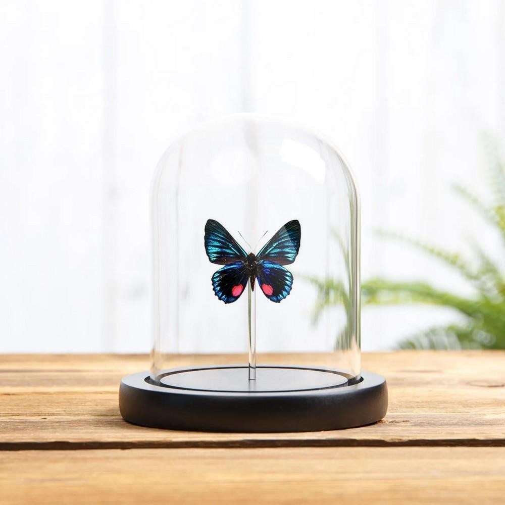 Iridescent Butterfly (Necyria duellona) in Glass Dome: Iridescent Butterfly (Necyria duellona) in Glass Dome Iridescent Butterfly (Necyria duellona) displayed in a glass dome with a handcrafted wooden base. Native to Central and South America, this striki
