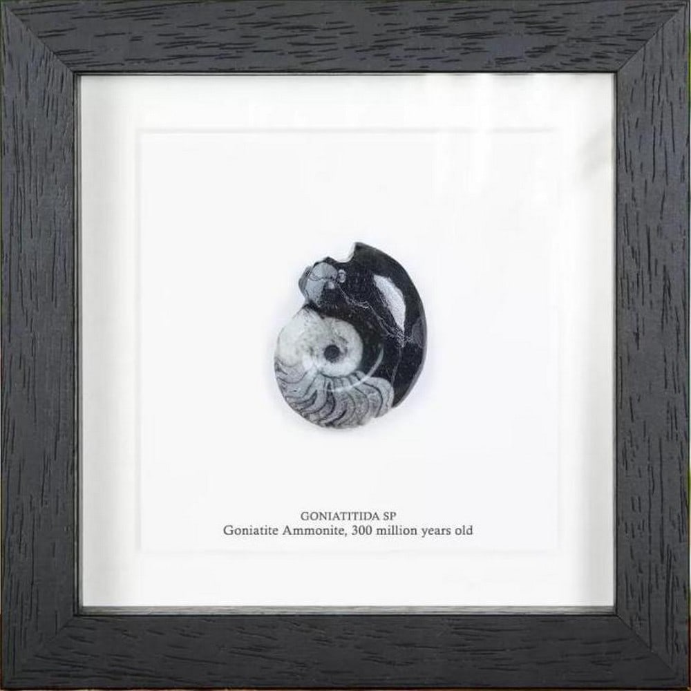 Framed Goniatite Ammonite Fossil in Wooden Frame - 6" x 6": Framed Goniatite Ammonite Fossil in Wooden Frame - 6" x 6" Journey through the eons with our Goniatite Ammonite Fossil showcased in a meticulously crafted handmade wooden frame, mounted on pr