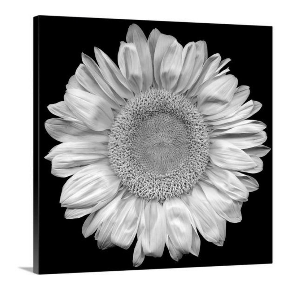 Bold Sunflower Canvas Reproduction Print: Bold Sunflower Canvas Reproduction Print This top down photograph shows the stark contrast of a sunflower against a solid black backdrop. Based in Grand Rapids, Michigan, the artist Jonathan Shuff is