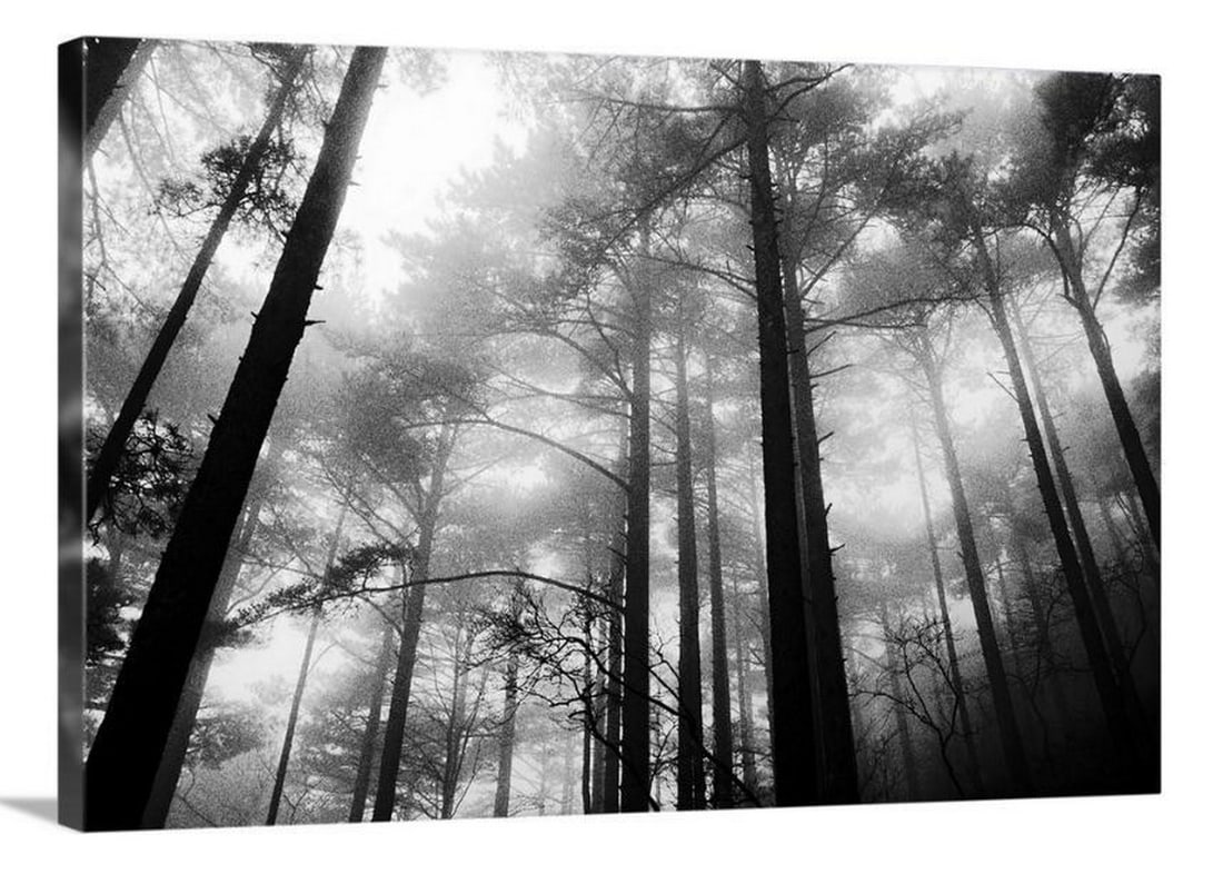 Fog In the Forest Tops Canvas Reproduction Print: Fog In the Forest Tops Canvas Reproduction Print Large, landscape photograph taken from a low angle of tall trees in the fog of the Yellow Mountains in Huangshan, China. The artist Scott
