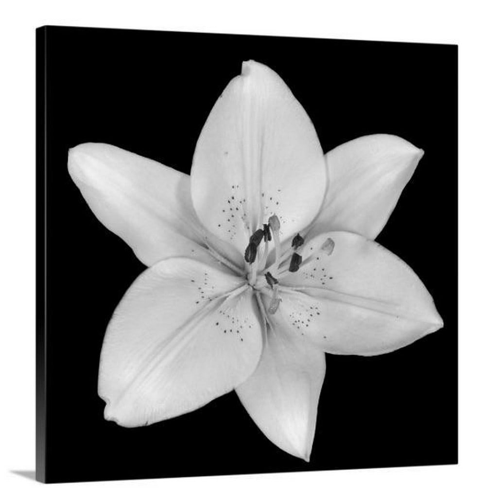 Bloomed Lily Canvas Reproduction Print: Bloomed Lily Canvas Reproduction Print A single flower blossom on a dark backdrop in this square photographic wall art. Based in Grand Rapids, Michigan, Jonathan Shuff is a fine art photographer who s