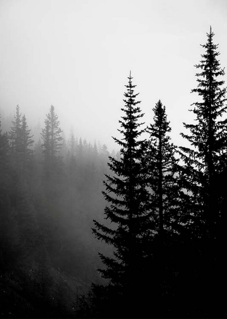 Black & White Morning Mist In Tree Tops Poster Print: Black & White Morning Mist In Tree Tops Poster Print Black and white photograph of a forest covered in mist. The dark fir trees and the soft mist form a beautiful grey scale image that is easy to