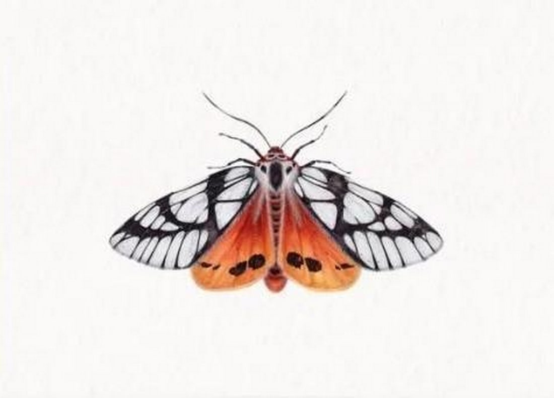 Milky Tiger Moth (Areas galactina) Watercolor Replica Print: Milky Tiger Moth (Areas galactina) Watercolor Print- Reproduction Of Artist Katya Shiova's Artwork. This Milky Tiger Moth (Arctia galactina) watercolor print captures the delicate beauty of the m
