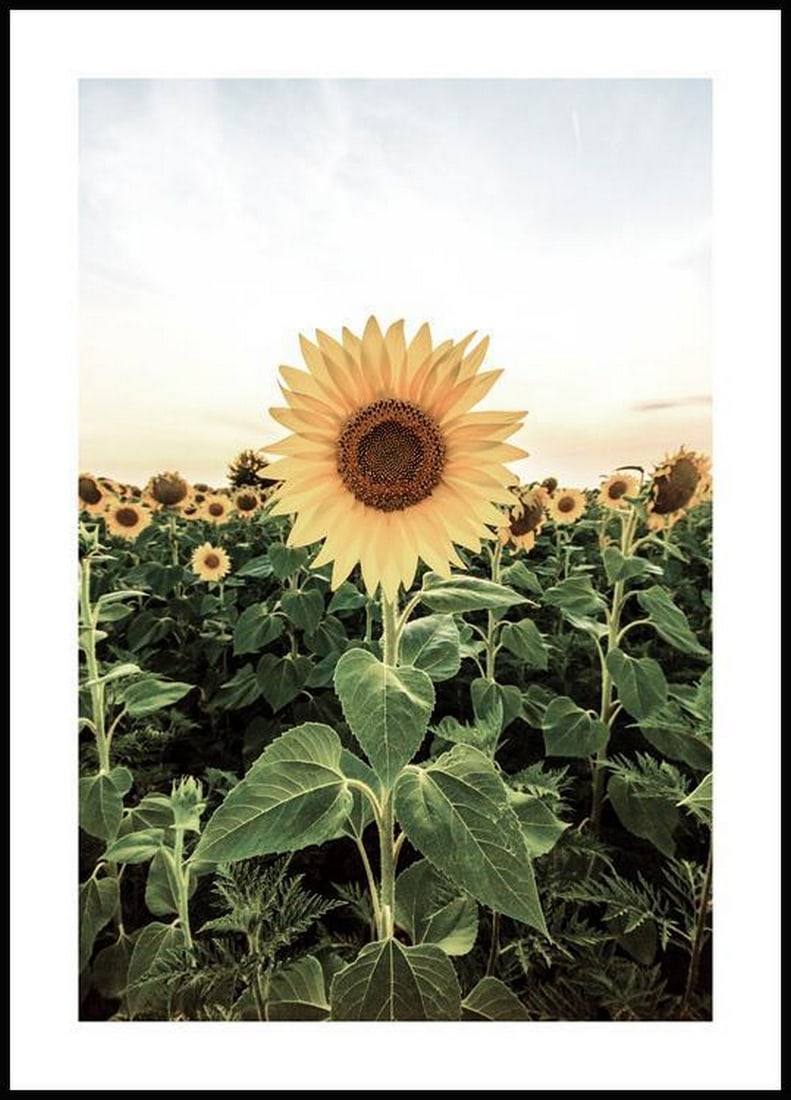 Stunning Sunflower Field Poster (1 of 1)