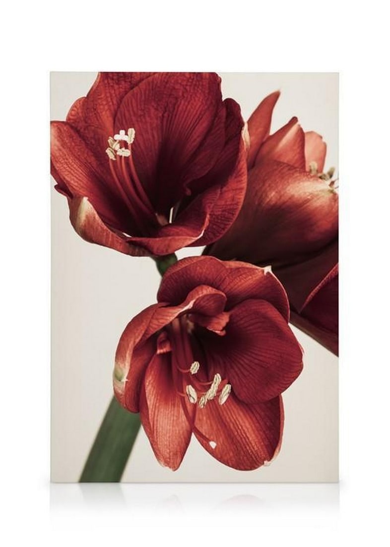 Rouge Amaryllis on Stretched Canvas: This Rouge Amaryllis print on canvas captivates with its exquisite beauty, seamlessly blending nature's vibrant hues with artistic flair. The canvas comes alive with the rich, deep red tones of