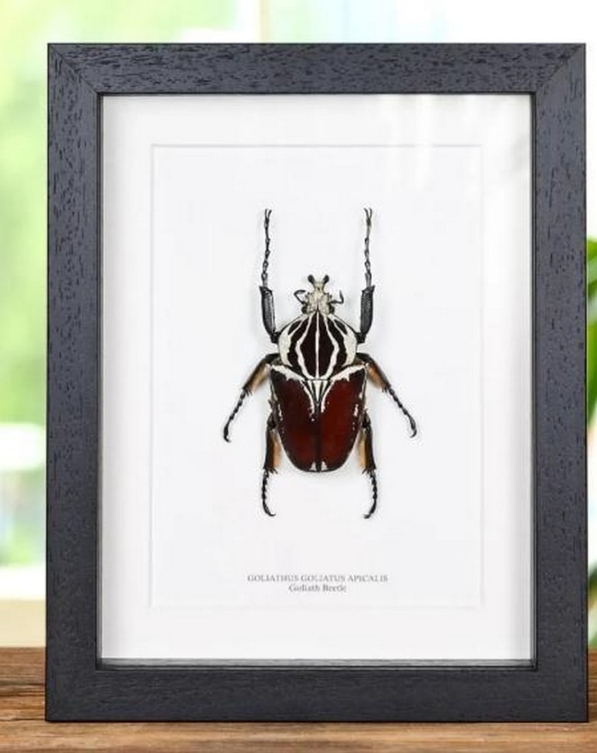 7" x 9" Framed Goliathus Goliatus Apicalis Goliath Beetle: 7" x 9" Framed Goliathus Goliatus Apicalis Goliath Beetle Goliathus goliatus apicalis is one of the largest species of the genus Goliathus, males having a body length of 50–110 millimetres