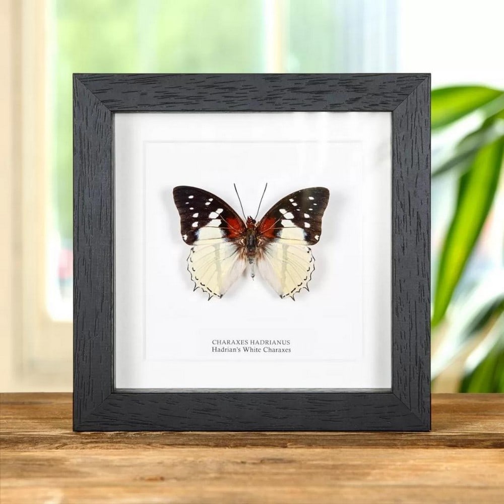 6" x 6" Framed Male Hadrian's White Charaxes Butterfly - Charaxes Hadrianus (1 of 1)