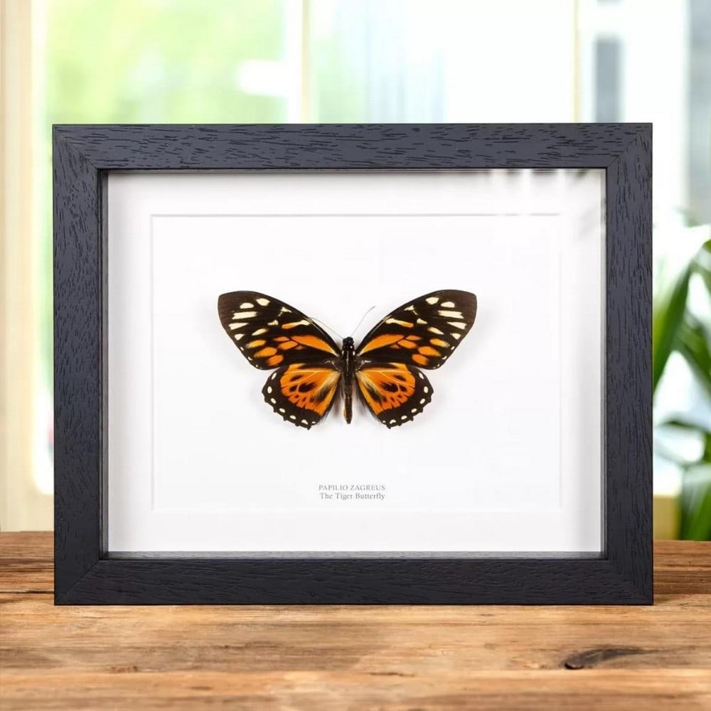 9" x 7" Framed "The Tiger Butterfly" - Papilio Zagreus: 9" x 7" Framed "The Tiger Butterfly" - Papilio Zagreus Papilio zagreus or Tiger Butterfly in a handmade wooden frame mounted underside on high-quality acid-free conservation board. The