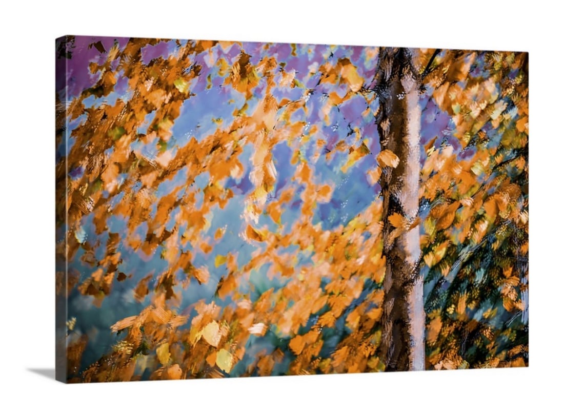 Fall Splendour III Canvas Reproduction by Ursula Abresch: Fall Splendour III Canvas Reproduction by Ursula Abresch A canvas paintings that incorporates leaves against a warm sky. About the Artwork: Ursula Abresch Ursula Abresch's unique photography sty