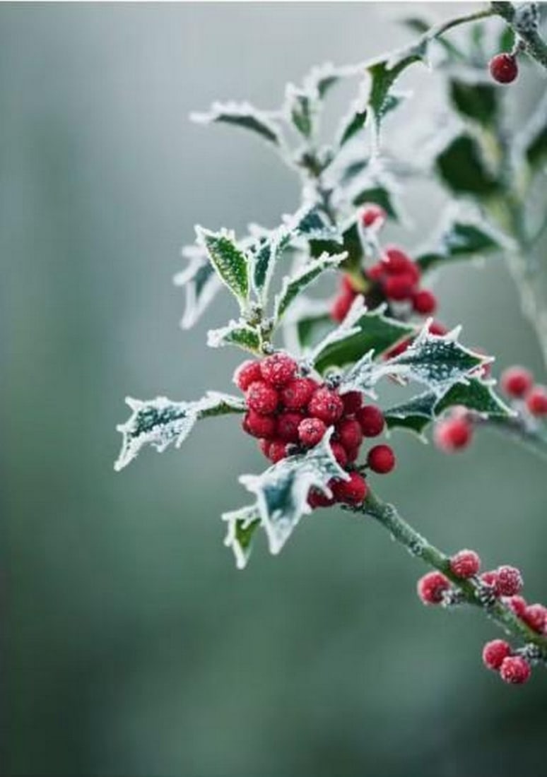Frosted Berries Canvas Print: Frosted Berries Canvas Print An artwork showing red berries and green holly leaves covered in frosty crystals against a soft green and white blurred background. The composition highlights the