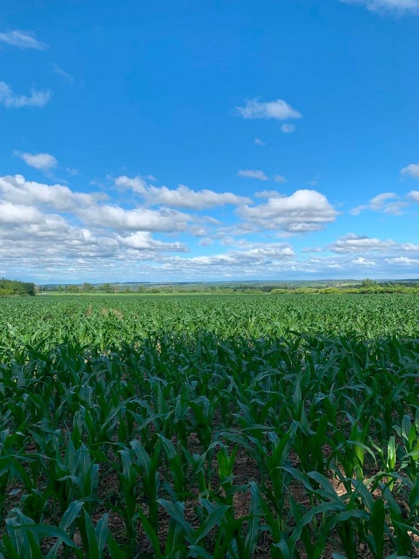 Fields of Promise: Fields of Promise A serene photograph showcasing a lush green cornfield beneath a brilliant blue sky scattered with drifting white clouds. The rolling fields stretch toward the horizon, capturing