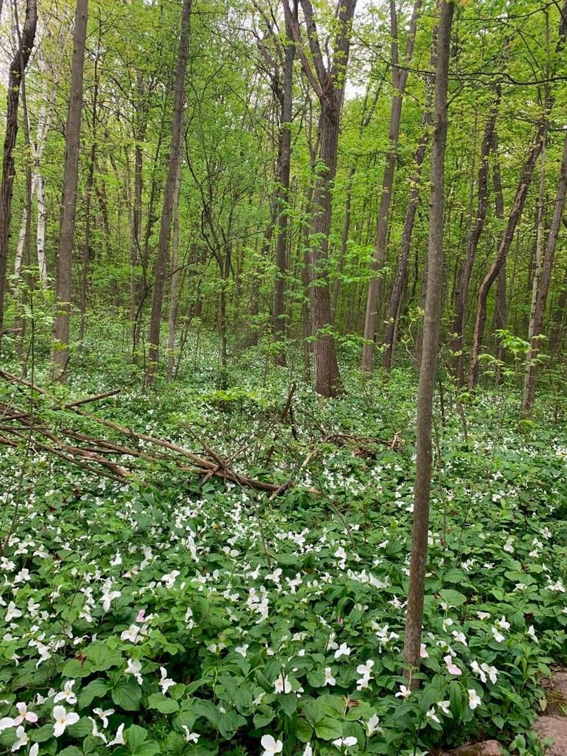 Whispers of Spring: Whispers of Spring A captivating photograph of a tranquil forest where the ground is blanketed in delicate white trilliums, Canada’s cherished spring bloom. Sunlight filters softly through the