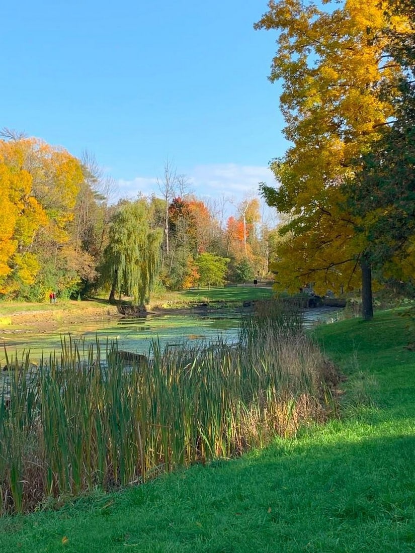 Golden Current: Golden Current Embrace the beauty of fall under clear blue skies with this exclusive hand-painted canvas offer. The photograph captures a gentle river flowing through patches of grass and trees