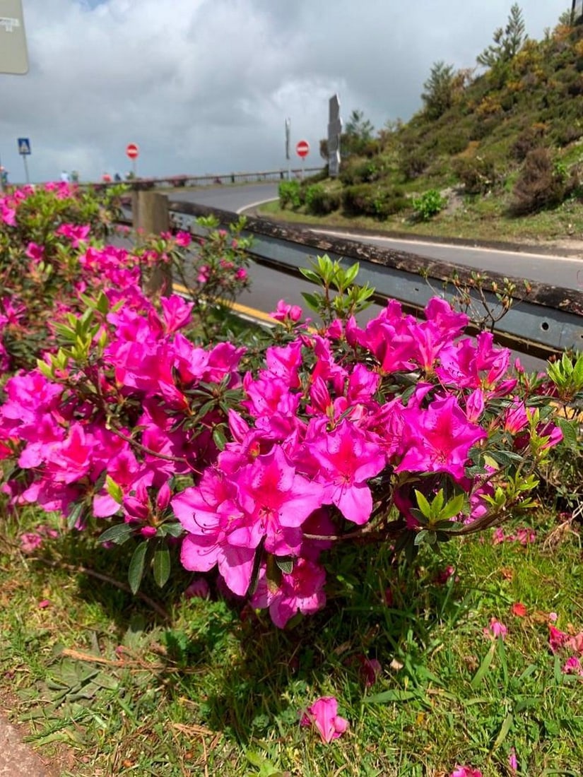 Roadside Blossoms: Roadside Blossoms Capture the vibrant charm of a scenic roadside with this exclusive hand-painted canvas opportunity. The photograph showcases a row of pink azaleas lining the roadside, their