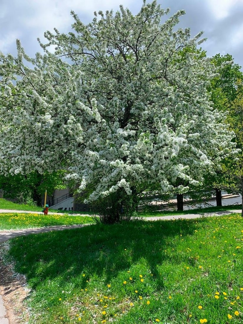 Blossoming Path: Blossoming Path Celebrate the serene beauty of nature with this exclusive hand-painted canvas opportunity. The photograph captures a large tree bursting with white blossoms, standing gracefully