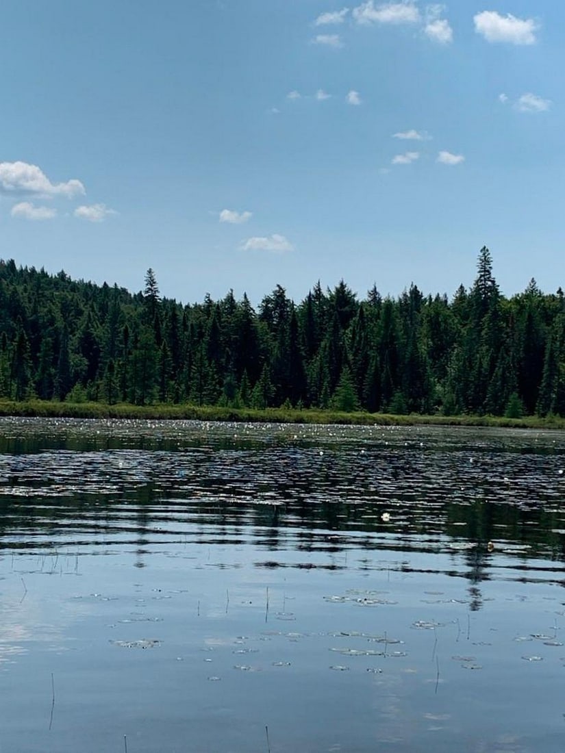 Lily Pond Serenity: Lily Pond Serenity Bring the peaceful charm of a vibrant lakeside into your home with this exclusive hand-painted canvas opportunity. The photograph captures a tranquil lake filled with water