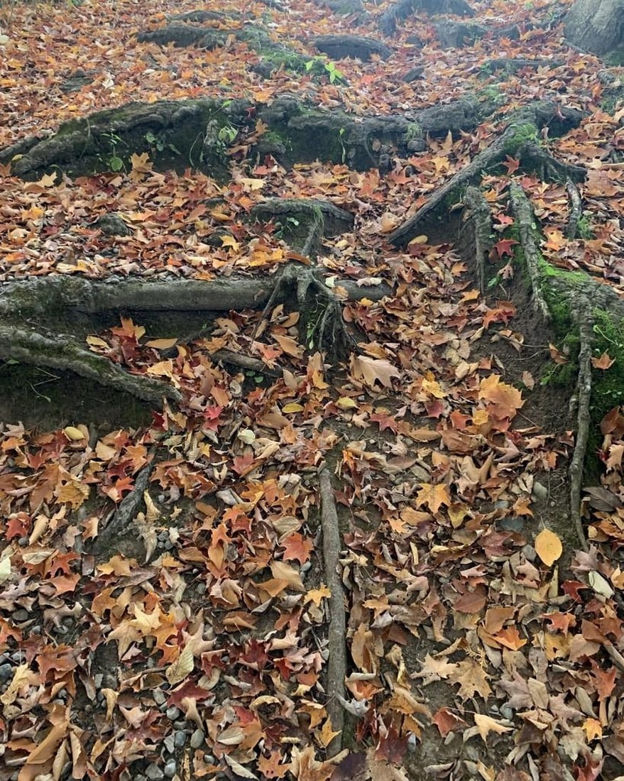 Forest Floor: Forest Floor Delve into the textures and colors of autumn with this exclusive hand-painted canvas opportunity. The photograph captures the forest floor, where winding tree roots weave through a