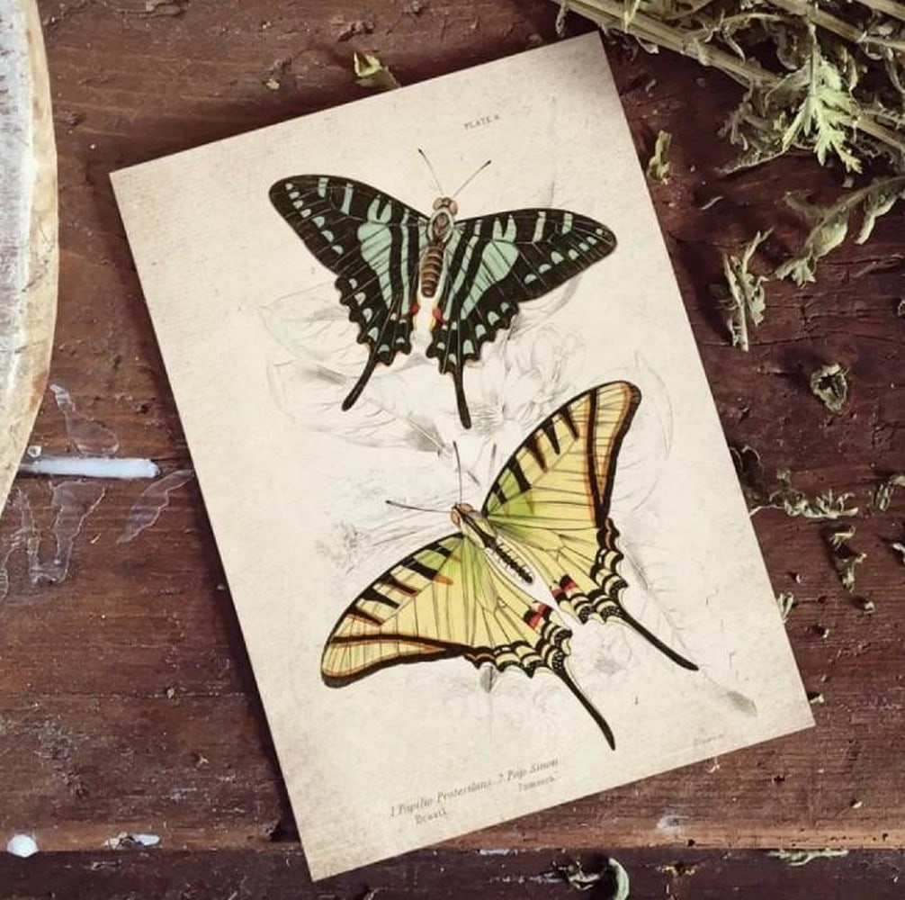 Vintage Entomology Print of Papilio protesilaus (1835 Giclée Reproduction): Vintage Entomology Print of Papilio protesilaus (1835 Giclée Reproduction) This elegant giclée reproduction features Papilio protesilaus, a striking swallowtail butterfly captured in a detailed